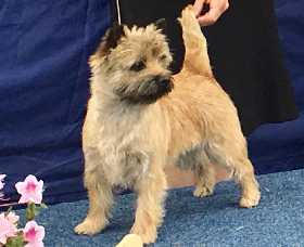 Joymont Cairn Terriers - Victoria Australia