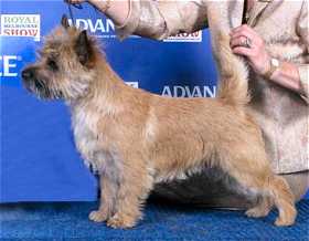 Joymont Cairn Terriers - Victoria Australia