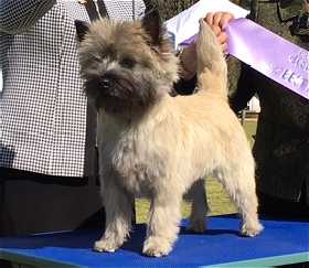 Joymont Cairn Terriers - Victoria Australia